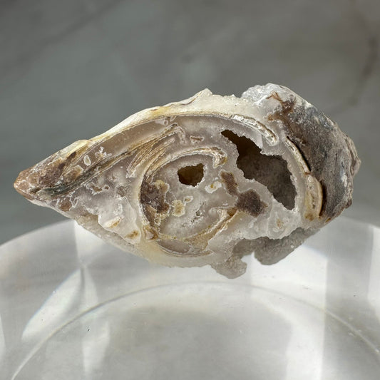 Fossilized Spiralite Shell with Druzy Quartz