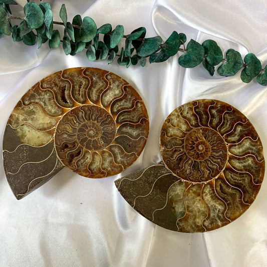 Fossilized Ammonite Pair